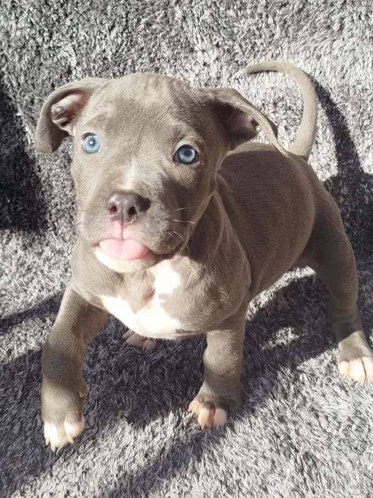 Piękny mocny Amstaff