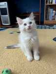 Котята породы Рэгдолл (Ragdoll)