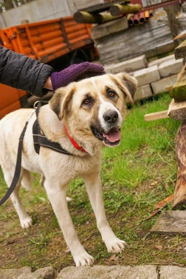 Młodziutka Feta w typie owczarka środkowoazjatyckiego szuka domu