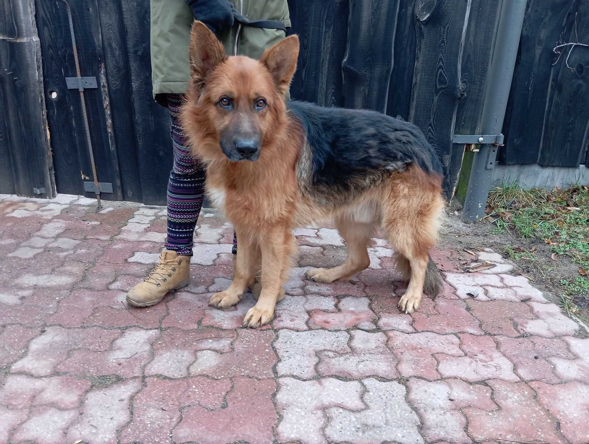 PADDY - psiak w typie owczarek niemiecki szuka domu