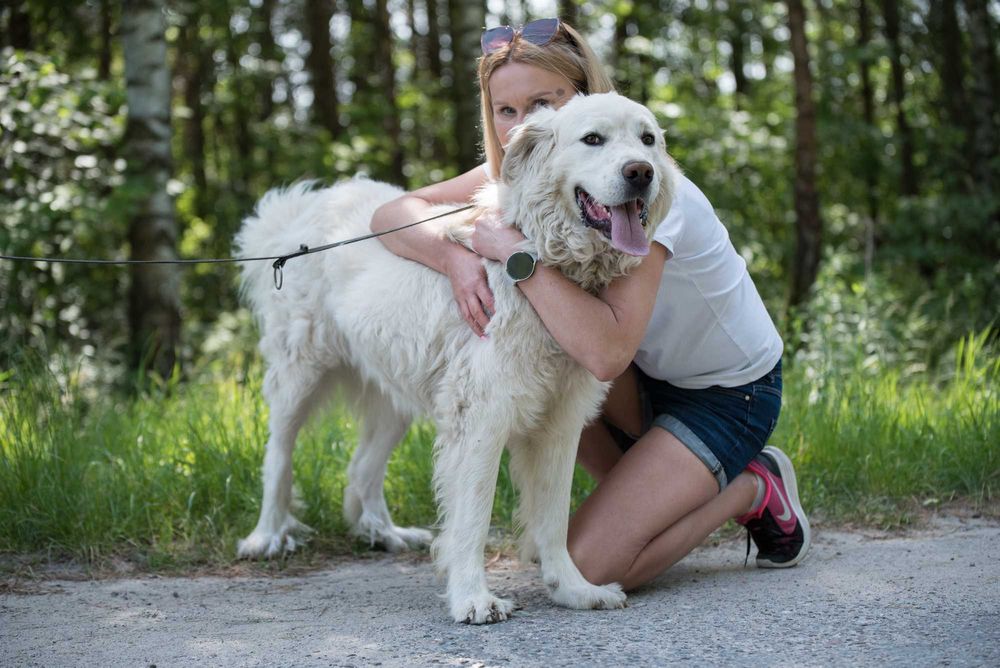 MAGNETO - piękny kawaler w typie owczarka podhalańskiego