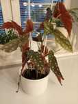 Begonia maculata plamista jednoroczna