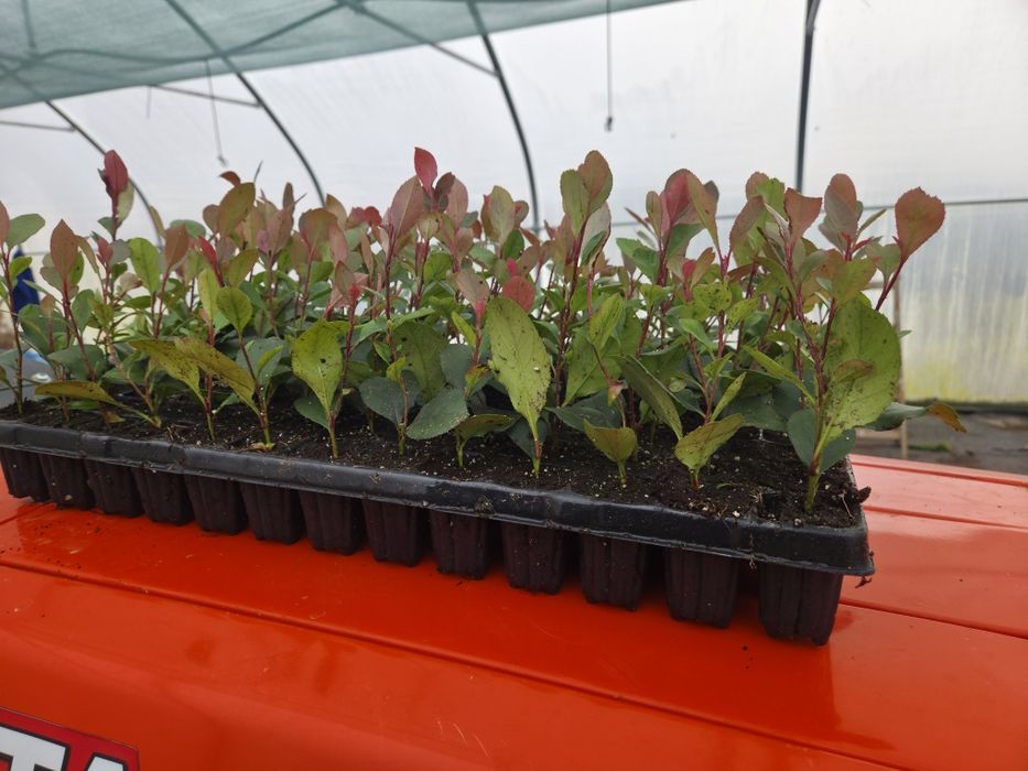Sadzonki Głogownik Photinia Redrobin multiplat 104 szt