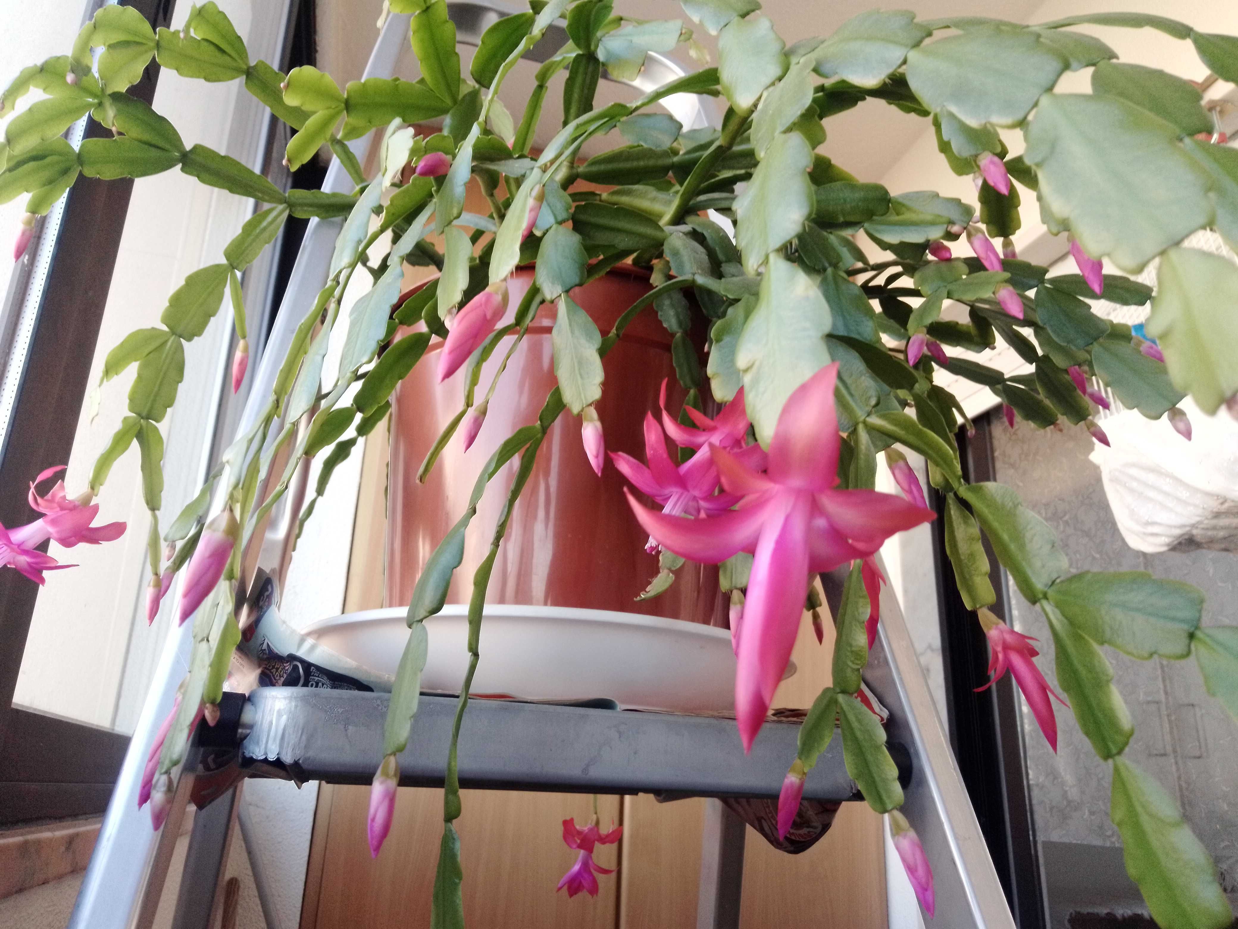Cato de Natal cor de rosa.