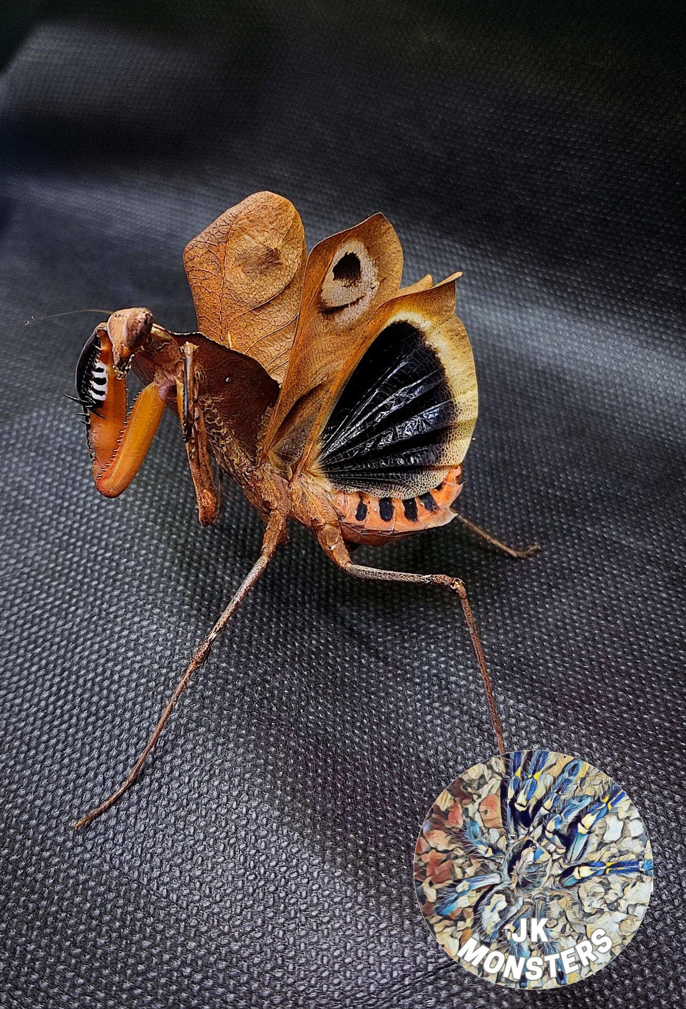 Modliszka Deroplatys desiccata samica