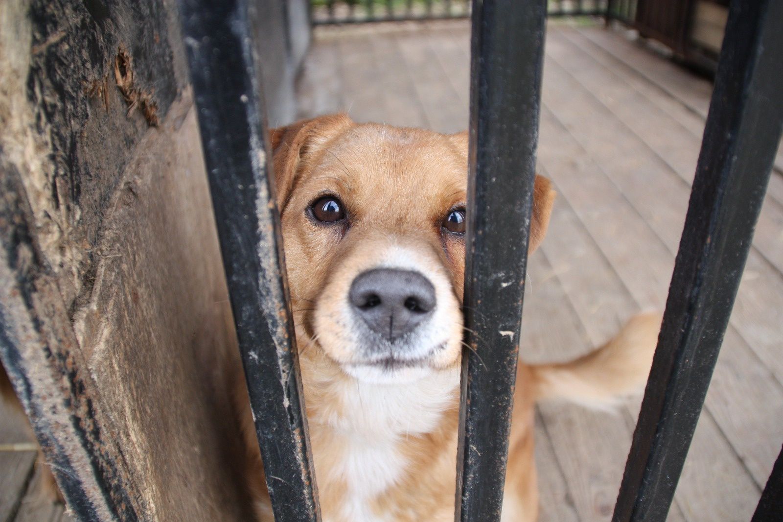 Pies Rudy do adopcji, oddam psa