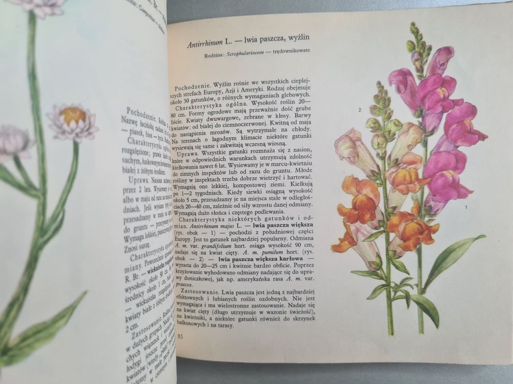 Kwiaty letnie - Książka