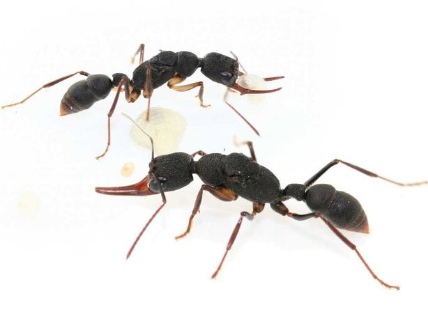 Экзотические муравьи и формикарии ( муравьиные фермы )