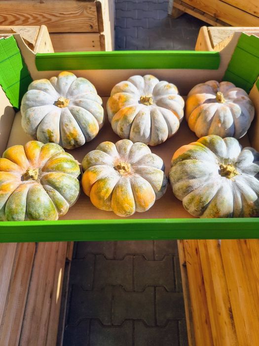 Dynia Muscat kulinarna