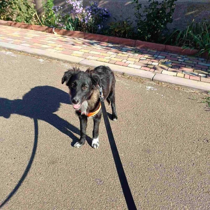 Мальчики девченки в поисках дома