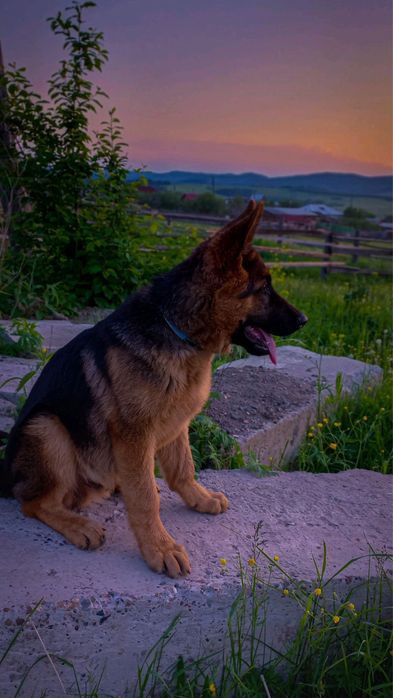 Цуценята вівчарки