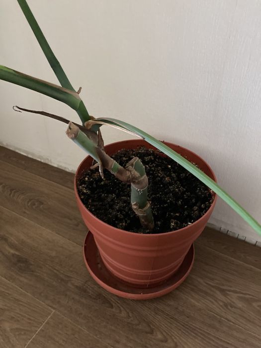 Кімнатна рослина монстера