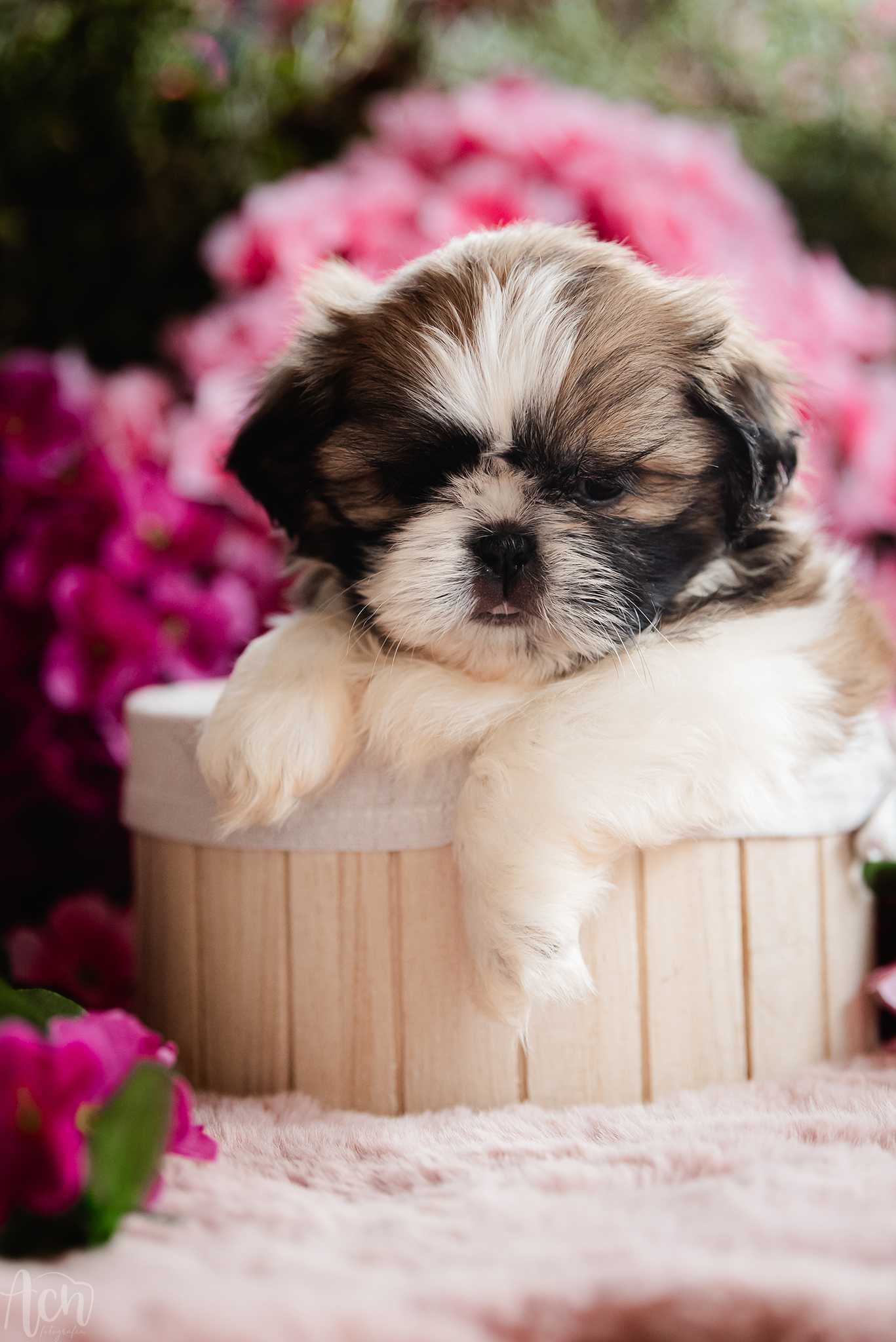 suczka shih tzu FCI ZKwP  z ubezpieczeniem