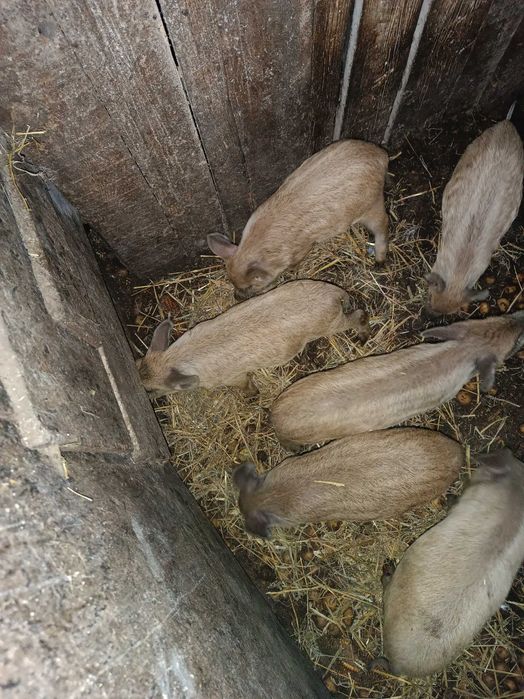 Sprzedam prosięta Mangalica Węgierska