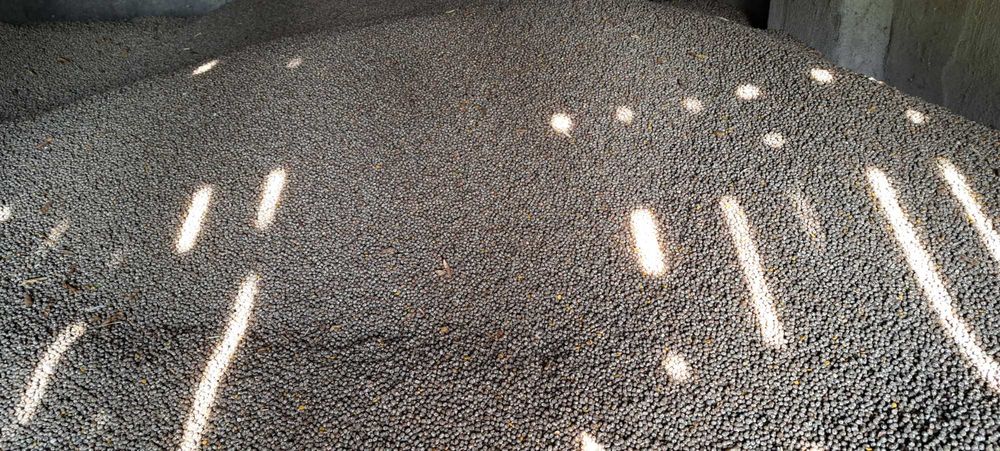 Łubin gorzki Karo, na poplony,do siania,na ziarno