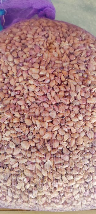 Однозубка Любаша