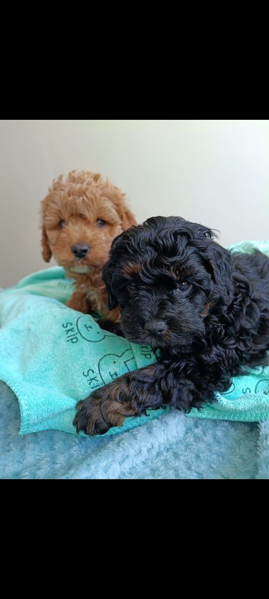 Cavapoo Pudel Toy Cockapoo