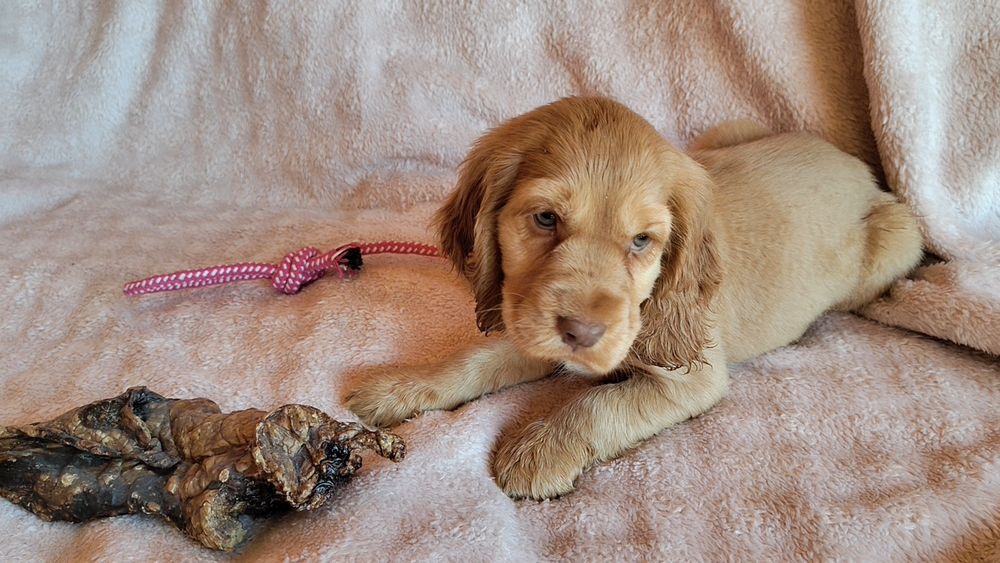Piesek Cocker spaniel ang.badania genetyczne