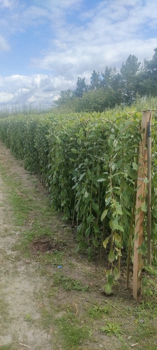 Wierzba Iwa Salix Klimanroc  C4 wys 170cm