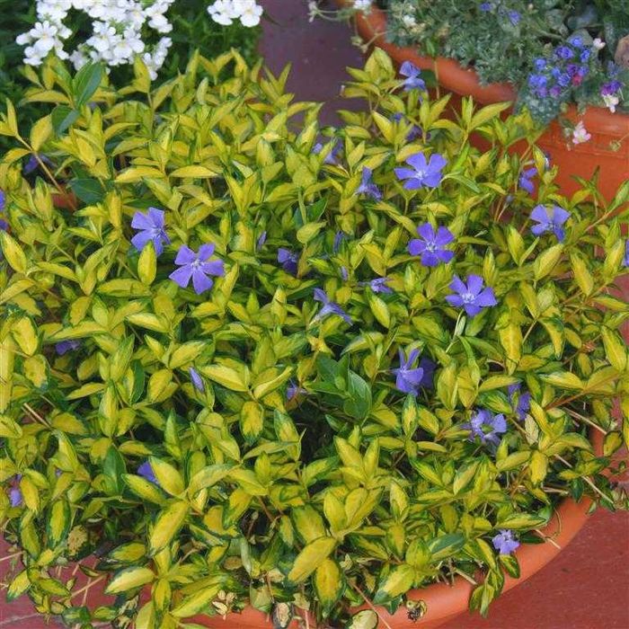 Продам Медуницу, Бересклет,Колокольчики, Очитки, Барвинок
