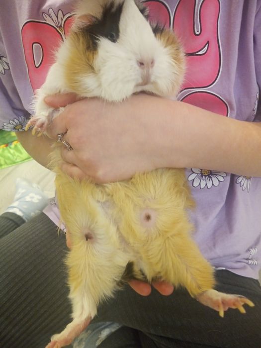 Świnki morskie z  klatką