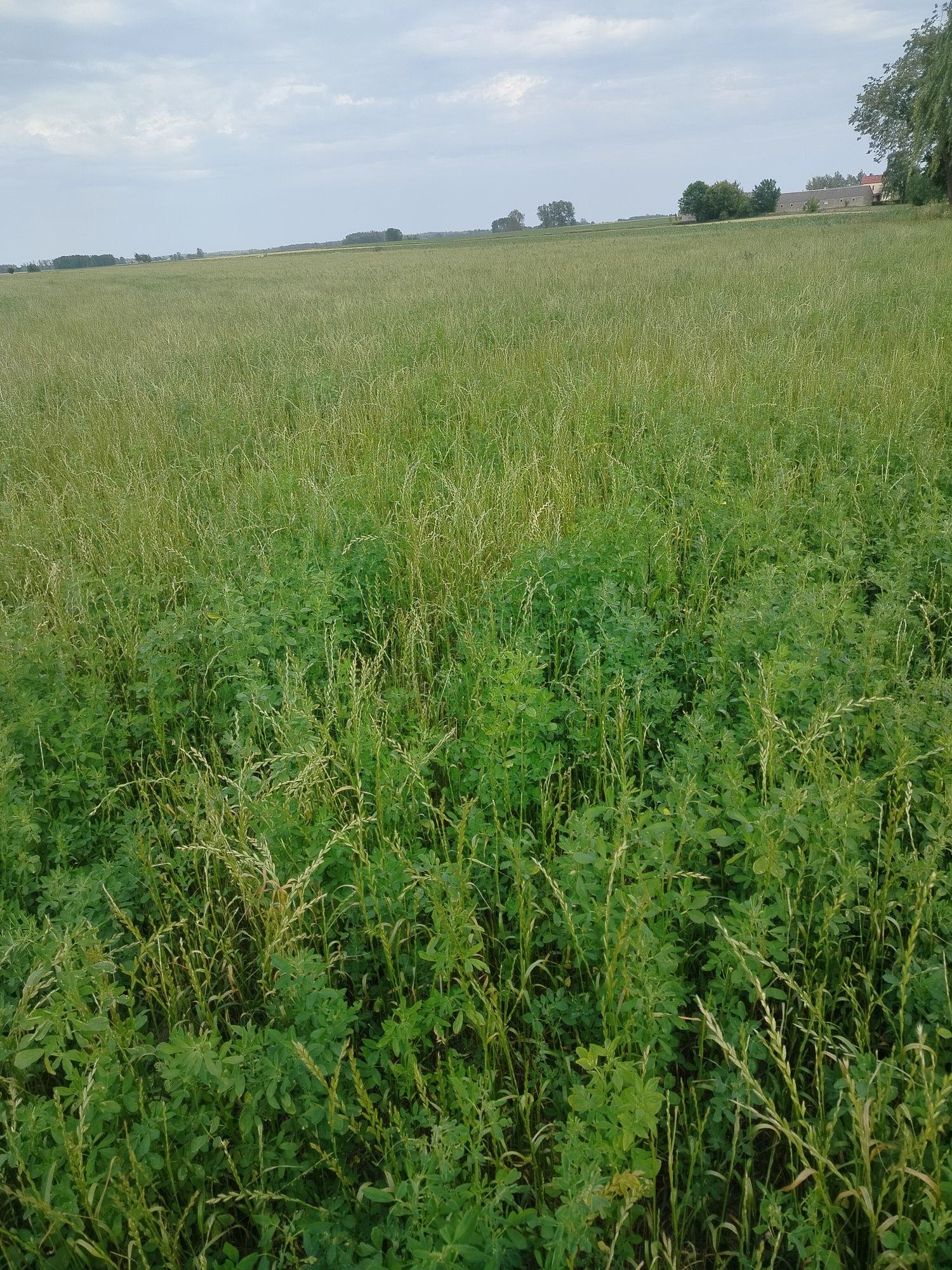 Sprzedam lucernę z trawą 3: 80