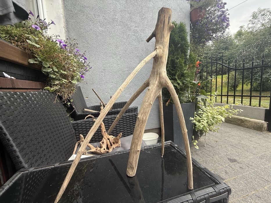 Witam sprzedam korzenie każdy inna cena