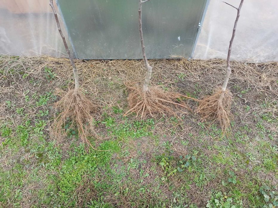 Drzewka owocowe - jabłonie / apple fruit trees