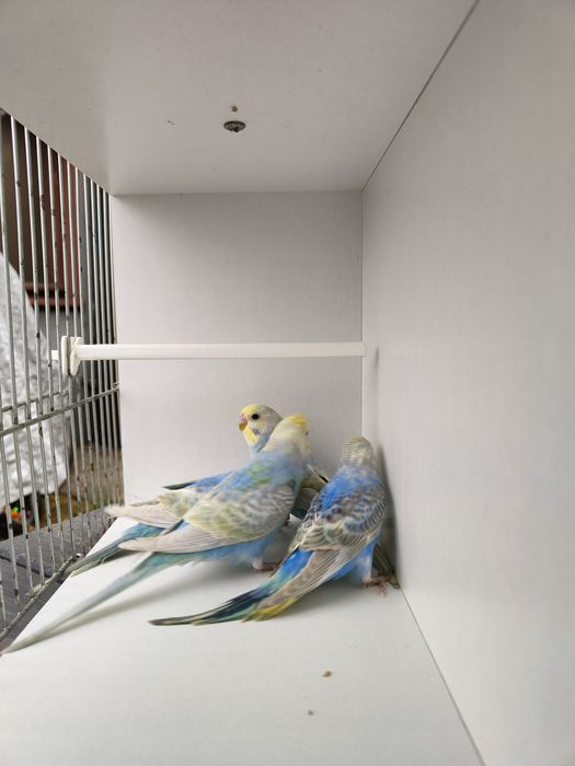 Papugi faliste tęczowe