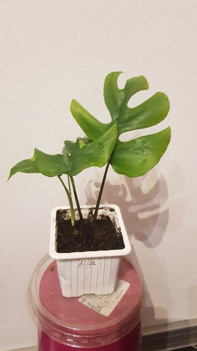 Monstera MINIMA rhaphidophora tetrasperma 3w1