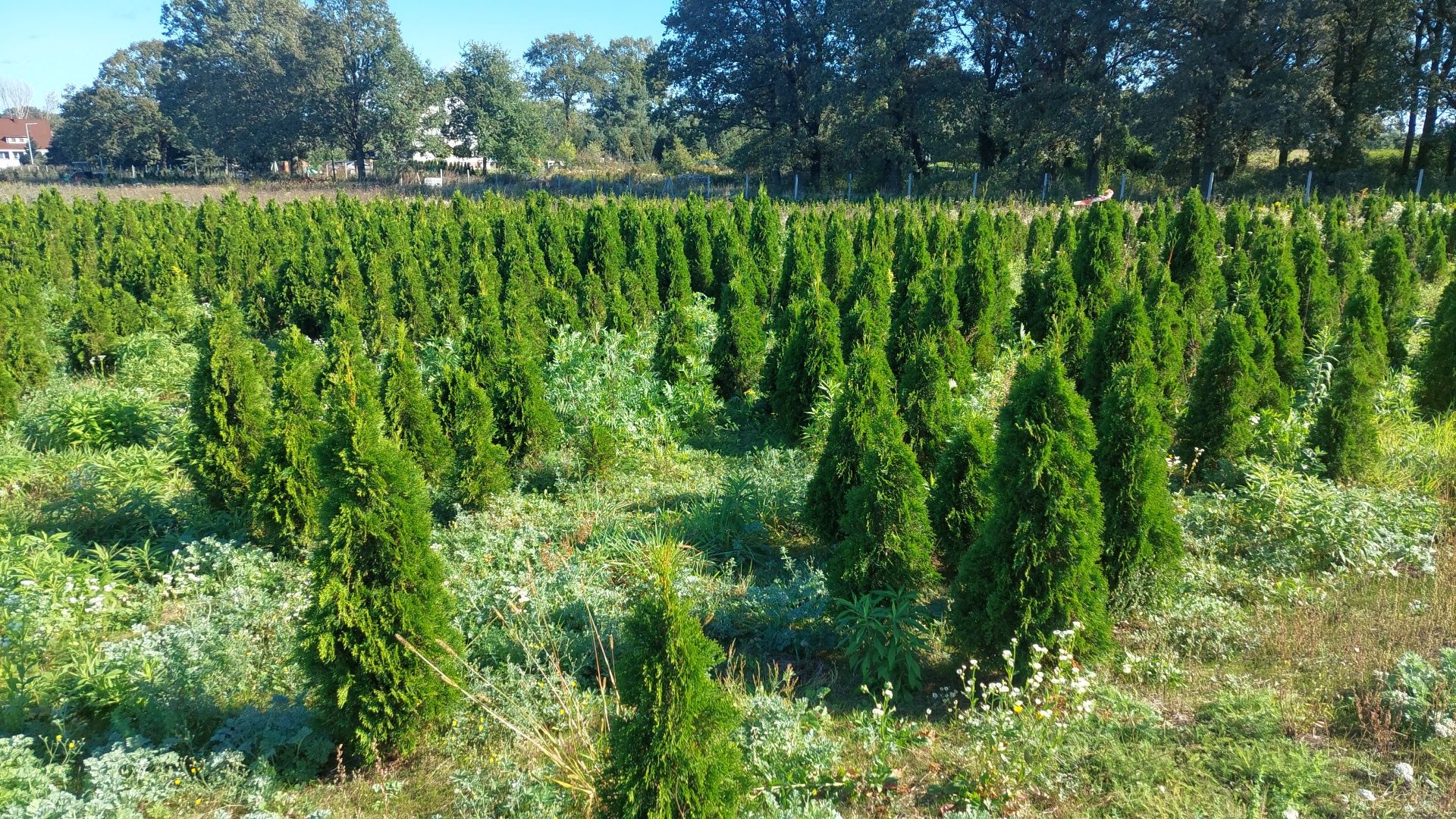 Thuja Smaragd tuja szmaragd