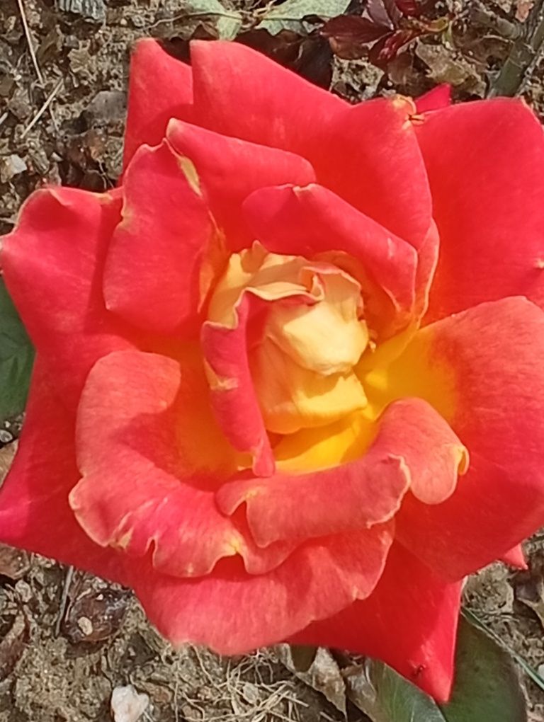Rosas perfumadas