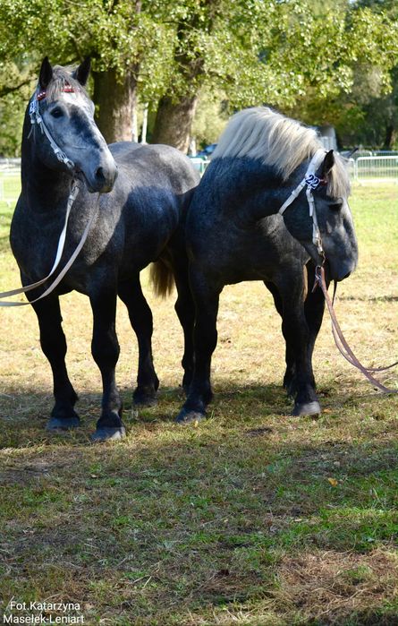 Ogier perszeron MEN de fontenelle
