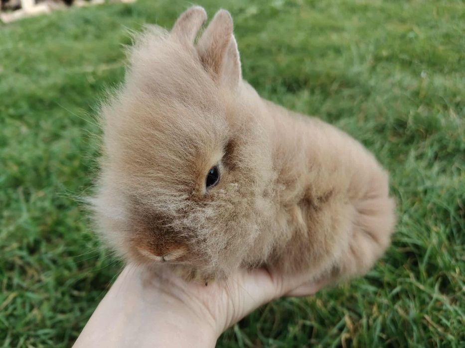 Królik karzełki mini lop