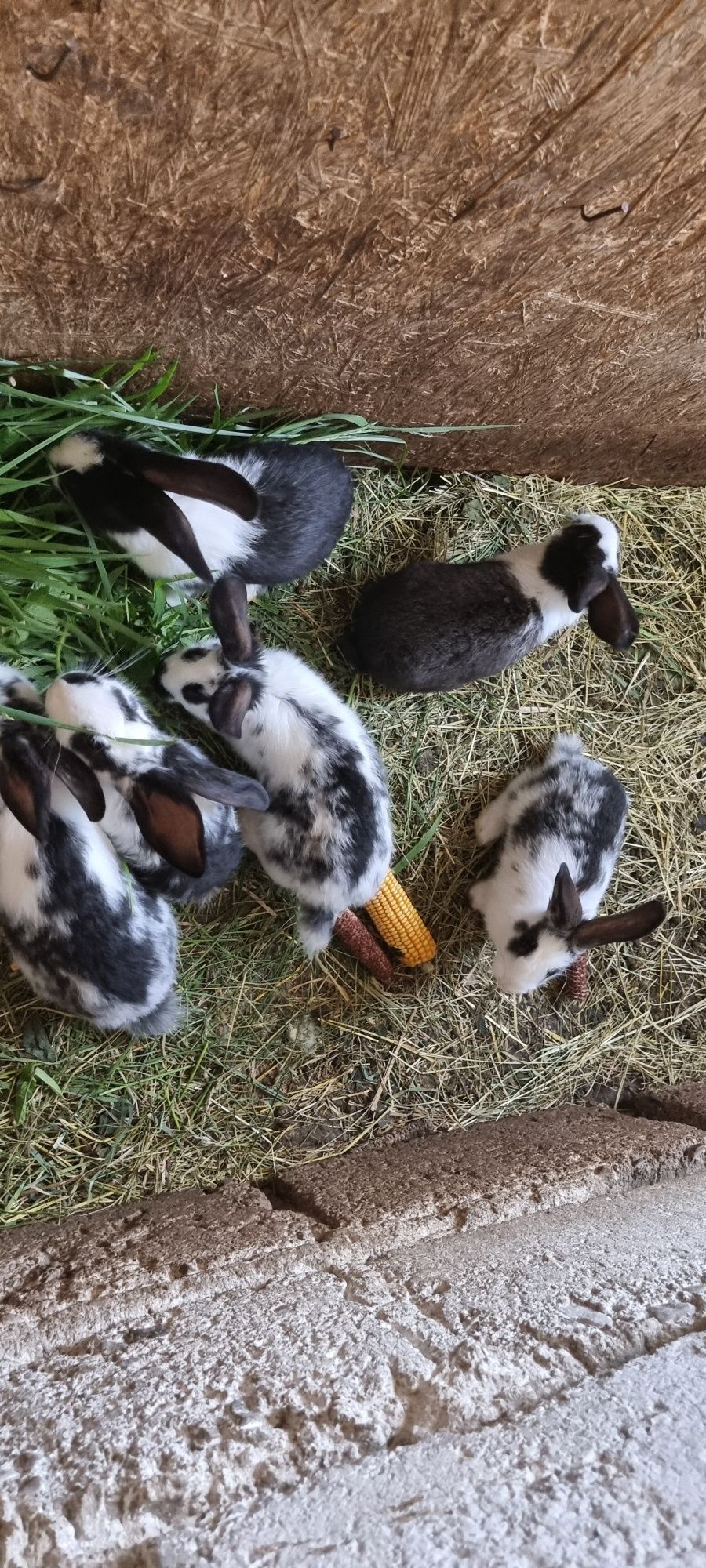 Miot młodych królików- polecam I zapraszam