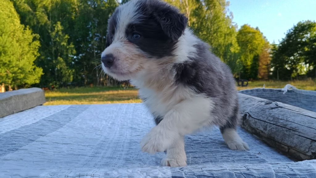 Border Collie niebieska idealna suczka blue w typie SHOW ZKwP FCI