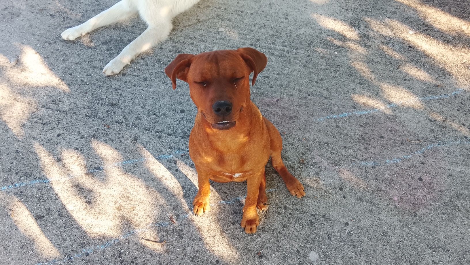 Cão para adopção