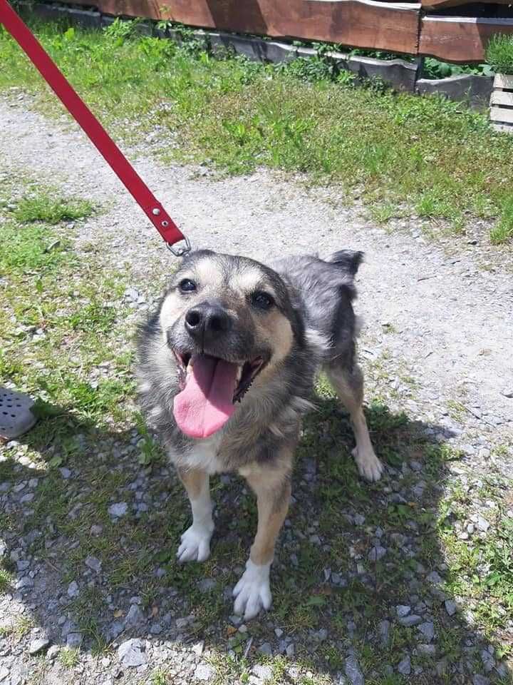 Pies do adopcji. Sam uśmiech, radość, wdzięczność.