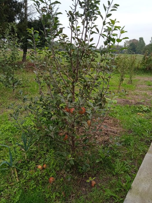 Drzewka owocowe jabłonki śliwki brzoskwinie