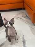 Devon Rex  chłopiec