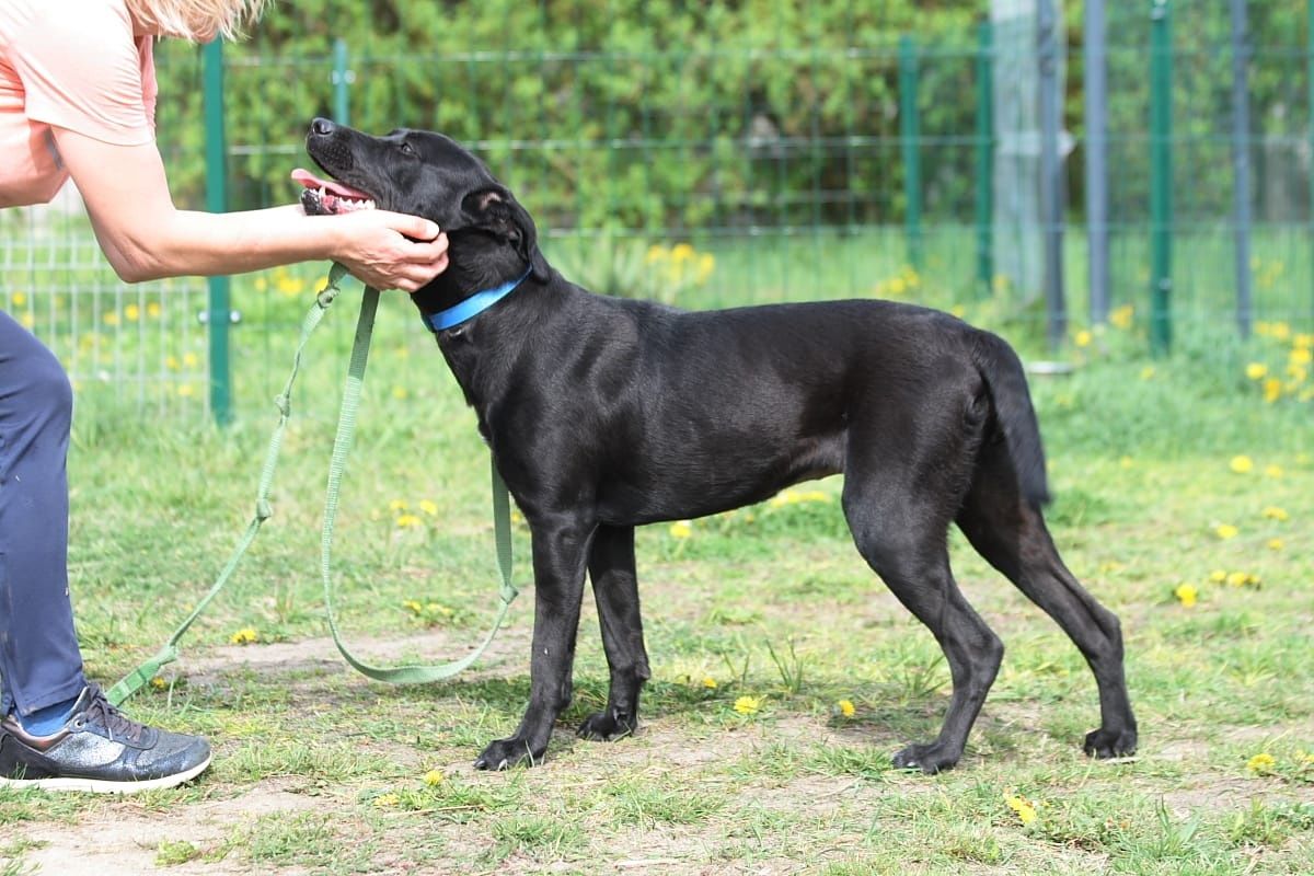 Roczna, wesoła, żywiołowa suczka do adopcji