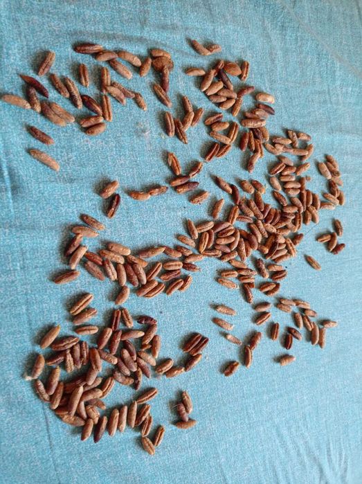 Косточки финиковой пальмы