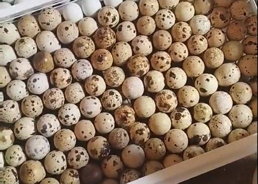 Інкубаційне яйце перепілки . Техас Фенікс.