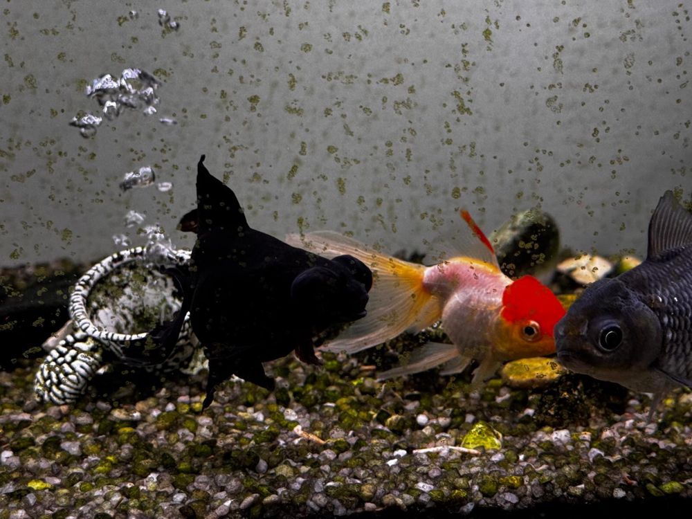 Aquário 200l (1000x500x400)