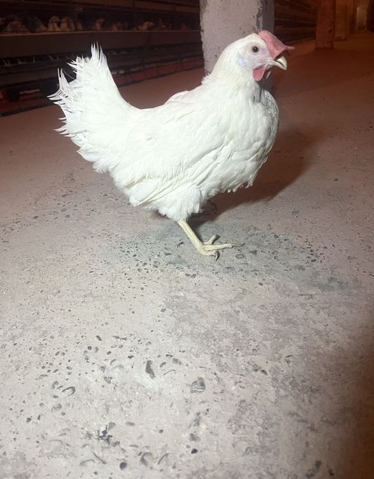 Курочка насушка біла та червона