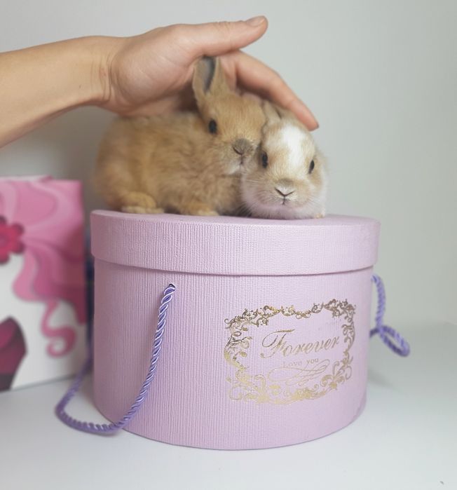 Карликовые мини кролики,міні декоратианые,декоративні,цветной карлик