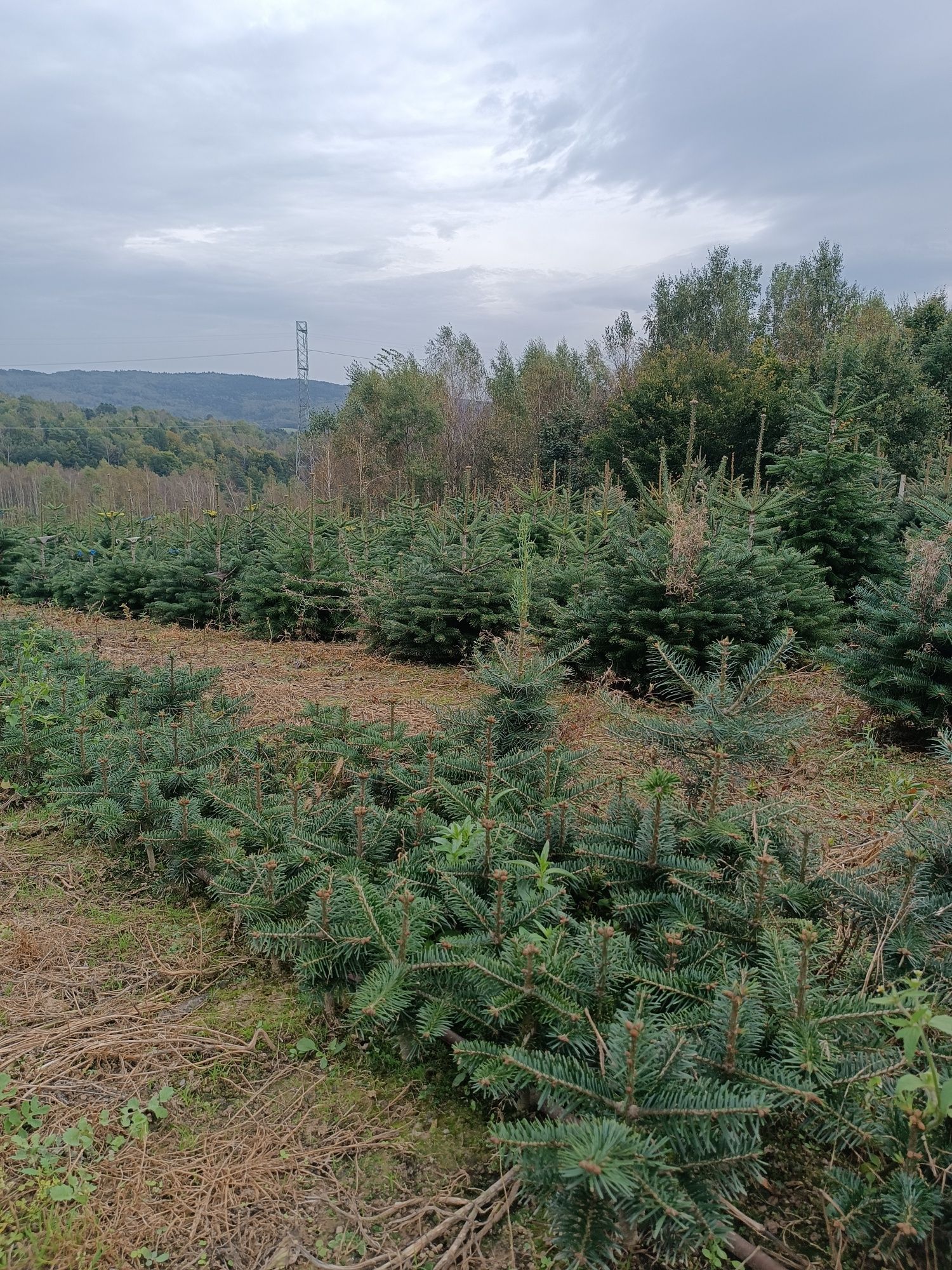 Jodła kaukaska choinki