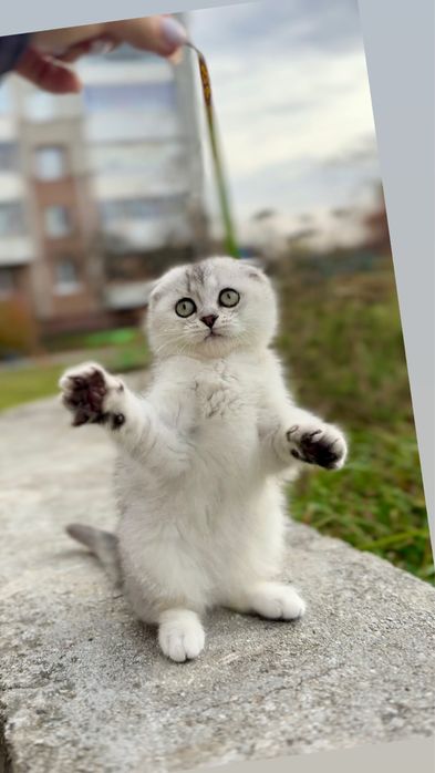 Кошенята срібні біленькі малеча шотландські малюки висловух