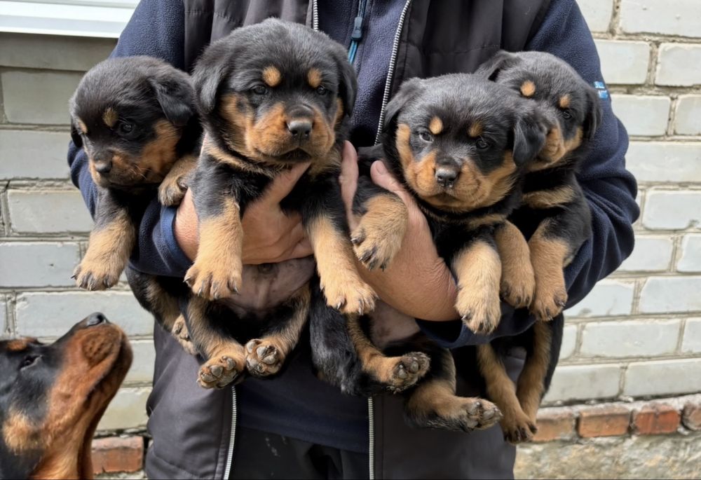 Продам Цуценят Ротвейлера