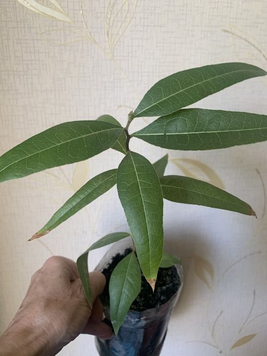 Брахіхітон, пляшкове дерево, однорічні сіянці